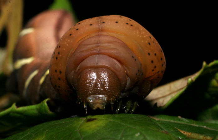 Fig.08. Larva de <i>Eumorpha satellitia</i>, último estadío, vista frontal 71mm de longitud. Larvas de <i>Eumorpha vitis</i> es posible se parecen mucho a ésta. Voucher:	08-SRNP-72109-DHJ447095.jpg.
