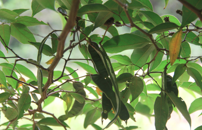 Fig. 10 Muestra de <i>Inga punctata</i> (Fabaceae) con frutos inmaduros 29 de Abril 2020; Quebrada Serrano Sector Del Oro. Foto: Roster Moraga.