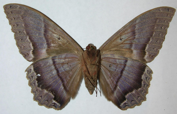 Fig. 2 Vista ventral hembra de <i>Ascalapha odorata</i> (09-SRNP-14135-DHJ506455).