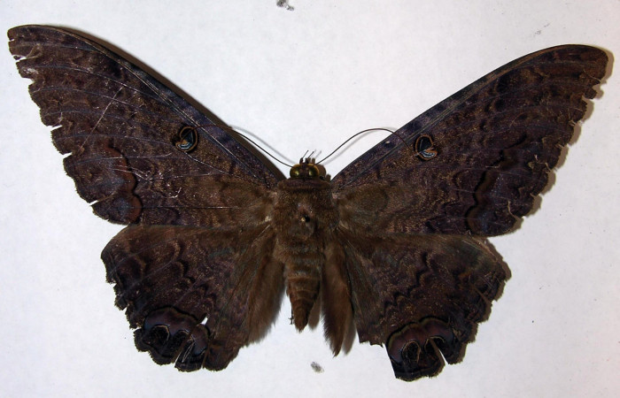 Fig. 3 Vista dorsal macho de <i>Ascalapha odorata</i> (09-SRNP-14136-DHJ506452).