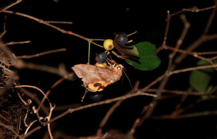 Fig. 6 <i>Eudocima serpentifera</i> (Erebidae), alimentándose sobre un fruto de <i>Eugenia tapacumensis</i> (Myrtaceae). 24 de Julio 2020; Casa Hacha Vieja Sector El Hacha. Foto: Roster Moraga.