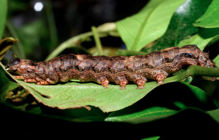 Fig. 7 Vista lateral del último estadio de la oruga de <i>Ascalapha odorata</i> (Erebidae), alimentándose sobre <i>Inga puctata</i> (Fabaceae), Cuesta Caimito Secto Cacao; 21 de Diciembre 2007. (07-SRNP-47432-DHJ435017).