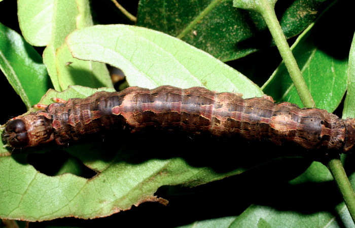 Fig. 8 Vista dorsal del último estadio de la oruga de <i>Ascalapha odorata</i> (Erebidae), alimentándose sobre <i>Inga puctata</i> (Fabaceae); Cuesta Caimito Secto Cacao. 21 de Diciembre 2007. (07-SRNP-47432-DHJ435018).