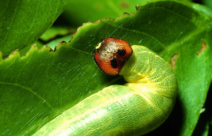 Figura 7. <i>Polygonus arizonensis</i> (Hesperiidae) último estadio, posición frontal dorsal, Sector Santa Rosa, Cafetal. Voucher 01-SRNP-14667-DHJ62051.jpg.