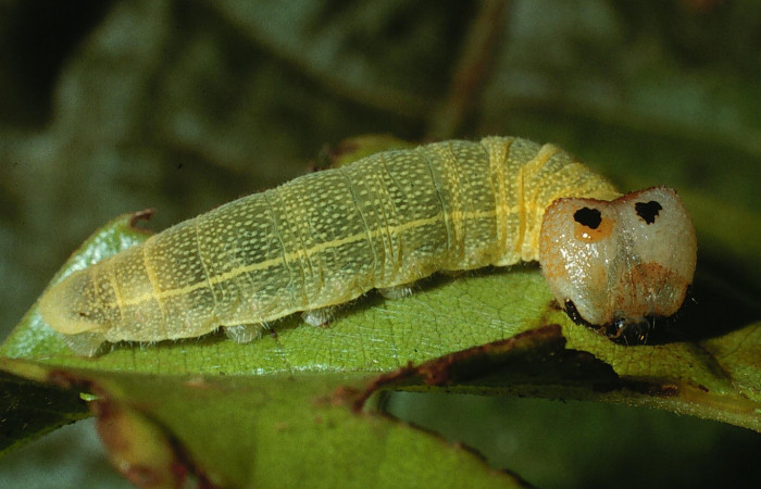 Figura 1. <i>Polygonus arizonensis</i> (Hesperiidae) último estadio posición lateral frontal. Sector San Cristóbal, Estación San Cristóbal. Voucher 03-SRNP-5809-DHJ73936.jpg.