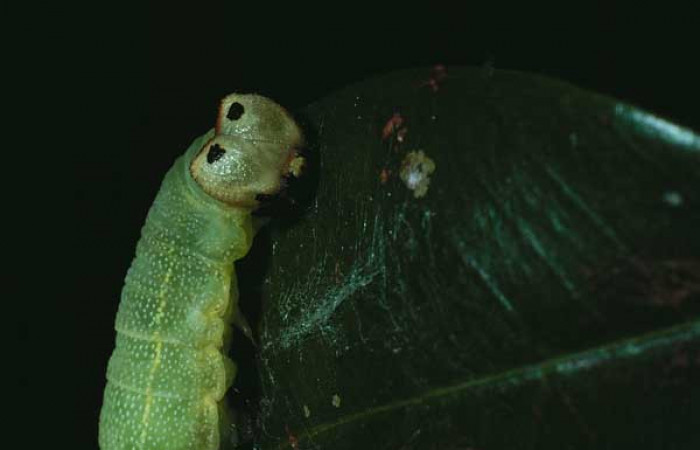 Figura 8. <i>Polygonus arizonensis</i> (Hesperiidae) último estadio, posición lateral, frontal Sector Santa Rosa, Bosque San Emilio 83-SRNP-98-DHJ5052.jpg.