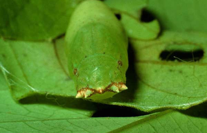 Figura 13. Pupa de <i>Polygonus arizonensis</i> (Hesperiidae) posición dorsal frontal. Sector Santa Rosa, Sendero Natural. Voucher 92-SRNP-3581-DHJ16109.jpg.