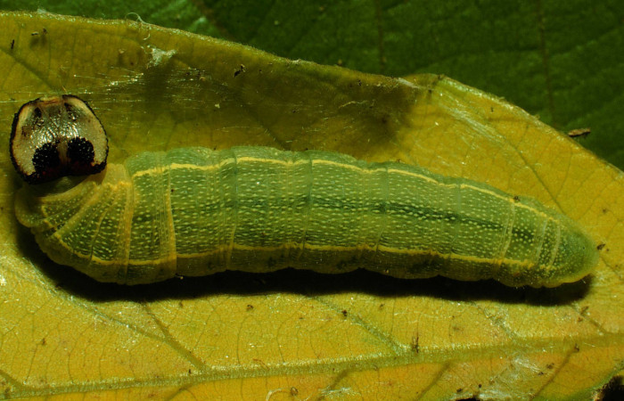 Figura 5. <i>Polygonus arizonensis</i> (Hesperiidae) último estadio, posición dorsal, Sector Santa Rosa, Bosque San Emilio 93-SRNP-1559-DHJ26390.jpg.