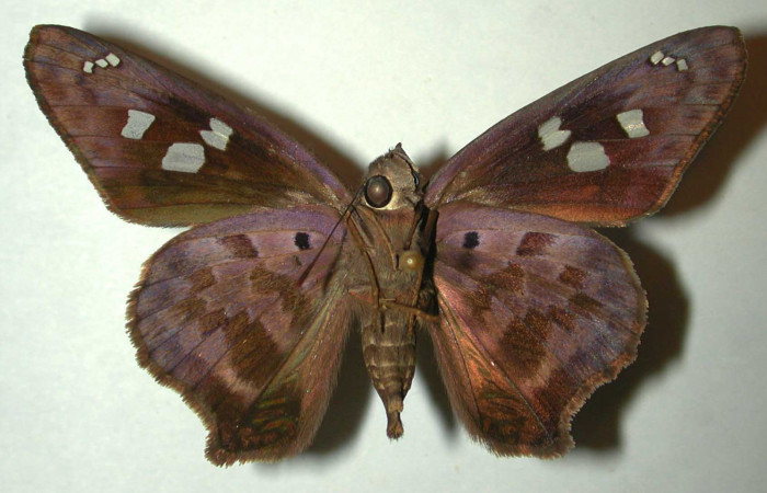 Figura 15. Adulto hembra de <i>Polygonus arizonensis</i> (Hesperiidae) vista ventral. Voucher 97-SRNP-3102-DHJ31993.jpg.