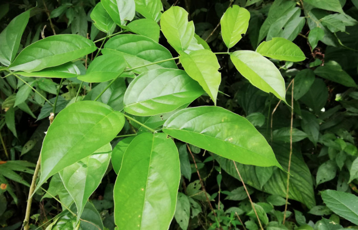 Figura 18. Planta hospedera <i>Lonchocarpus guatemalensis</i> (Fabaceae) de <i>Polygonus arizonensis</i> (Hesperiidae). Foto. Gloria Sihezar. Octubre 2020.