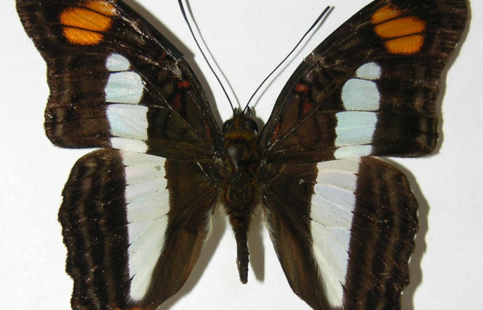 Fig. 13  Adulto <i>Adelpha massilia</i>. Vista dorsal,  comparación entre especies Voucher:  08-SRNP-72349-DHJ394554.jpg