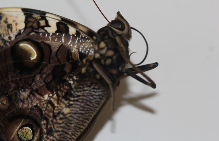 Fig.1 Adulto <i>Antirrhea lindigii</i>  estructura en forma de pajilla llamada proboscis usada para alimentarse en la mayoría de especies en la familia Nymphalidae.  Voucher: 20-SRNP-31355-DHJ778665.jpg