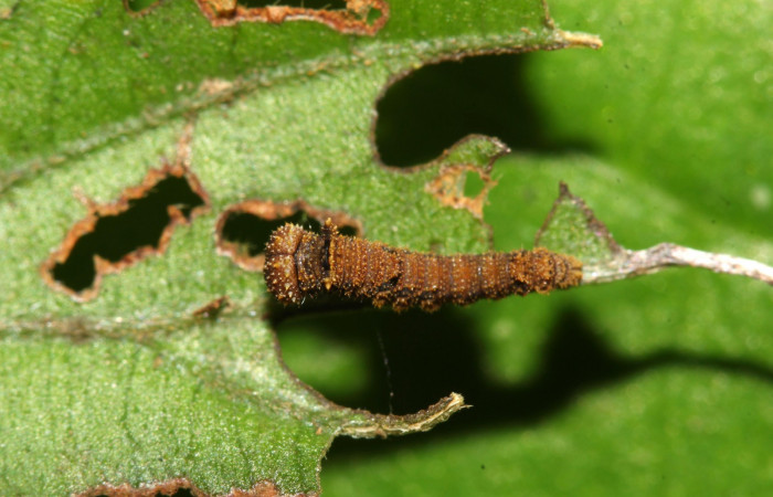 Fig.2  Larva <i>Adelpha sophax</i> en tercer estadio, mostrando característica importante de la forma de alimentarse en los primeros estadios mayoría de especies de la familia Nymphalidae.  Voucher: 17-SRNP-32416-DHJ740713.jpg
