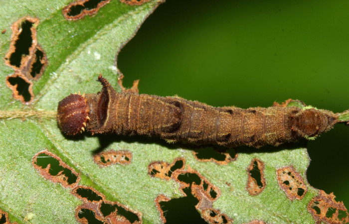 Fig.3  Larva <i>Adelpha sophax</i>  penultimo estadio parte mostrando dorsal.  Voucher:  17-SRNP-32415-DHJ740708.jpg
