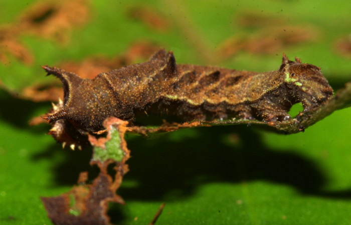 Fig.5  Larva <i>Adelpha sophax</i>  último estadio parte lateral mostrando.  Voucher: 17-SRNP-32415-DHJ740705.jpg