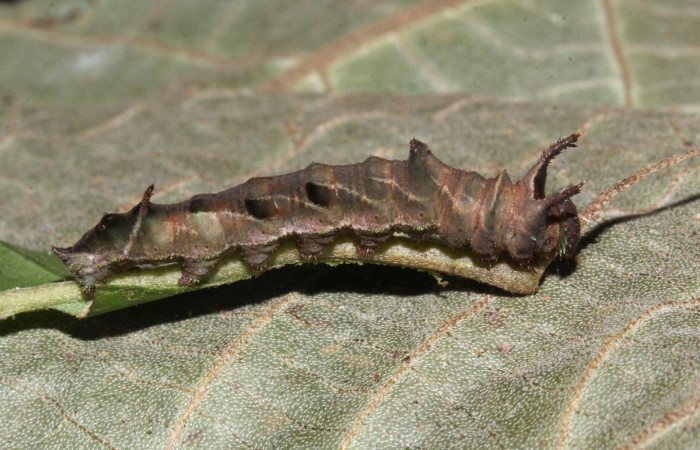 Fig.6  Larva <i>Adelpha sophax</i>  último estadio, parte lateral.  Voucher:  08-SRNP-72349-DHJ447251.JPG