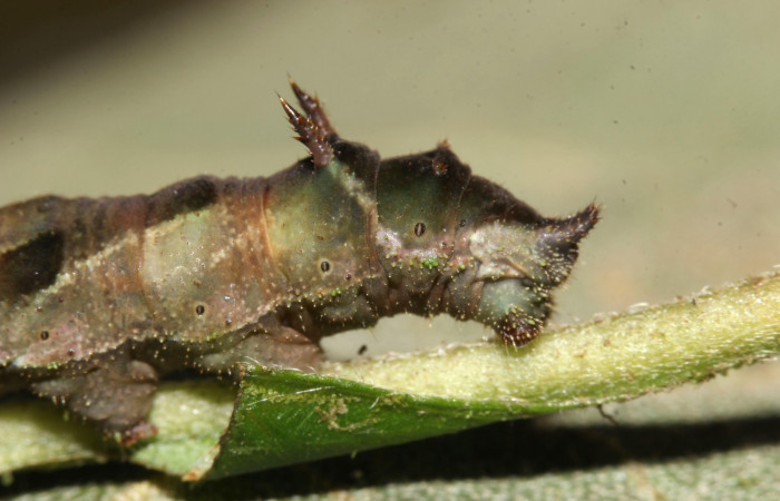 Fig.7  Larva <i>Adelpha sophax</i>  último estadio parte lateral mostrando espina en último segmento.  Voucher:  17-SRNP-32415-DHJ740758.jpg