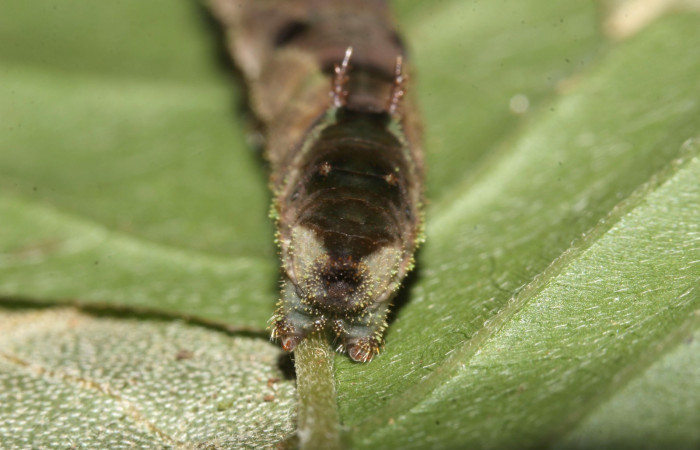 Fig.8  Larva <i>Adelpha sophax</i>  último estadio parte lateral mostrando antifaz en último segmento.  Voucher:  17-SRNP-32415-DHJ740758.jpg