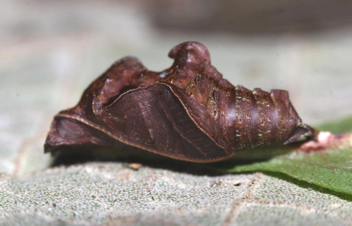 Fig. 9  Pupa <i> Adelpha sophax</i> mostrando parte lateral, caracter importante en pupas del género   <i> Adelpha</i>  en forma de una quilla.  Voucher: 17-SRNP-32417-DHJ740875.jpg