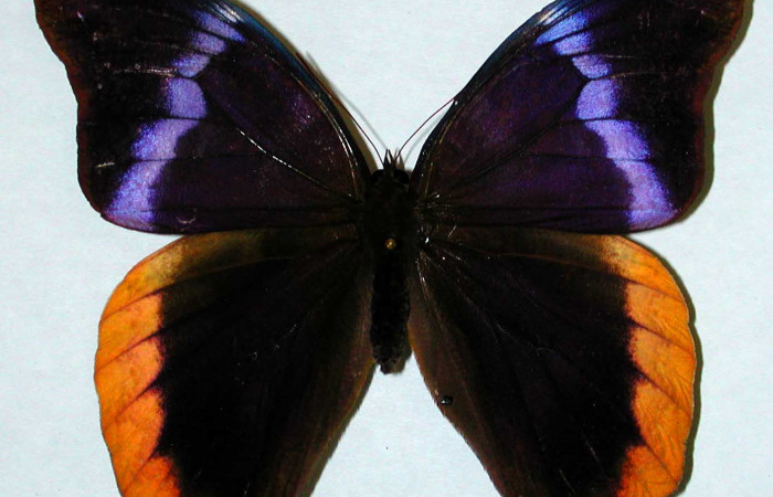 Fig 1. Vista dorsal hembra <i>Catoblepia championi</i> (Nymphalidae), mide 98mm. Rio Blanco Abajo, Sector San Cristobal 500m. 00-SRNP-11634-DHJ35194.