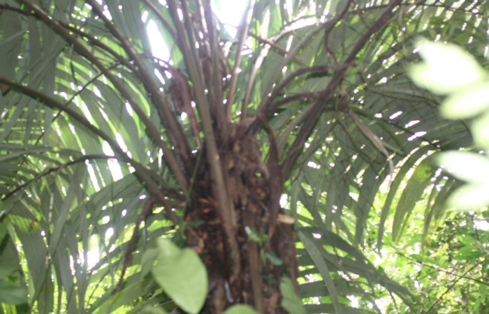 Fig 12. Planta de (Arecaceae) <i>Astrocaryum alatum</i> Del Oro Tangelo Ago 24 2015.