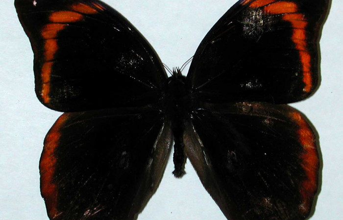  Fig 3. Vista dorsal macho <i>Catoblepia championi</i> (Nymphalidae) mide 98mm Rio Blanco Abajo, Sector San Cristobal, 500m. 01-SRNP-3460-DHJ35196.
