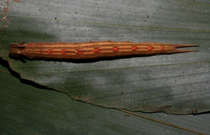 Fig 7. Prepupa Vista dorsal entera <i>Catoblepia championi</i> (Nymphalidae), mide 40mm Sendero Cuestona Sector Pitilla 640m. 09-SRNP-32331-DHJ464203.jpg.