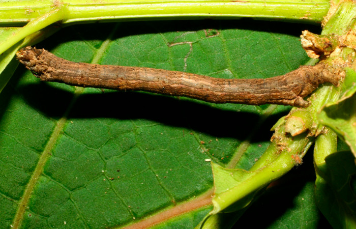 Fig.10. Larva de <i>Herbita medama</i>. Voucher : 11-SRNP-30407-DHJ481597.jpg.