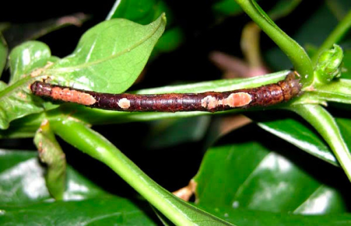 Fig.13. Larva de <i>Herbita lilacina</i>. Voucher : 05-SRNP-40700-DHJ406831.jpg.