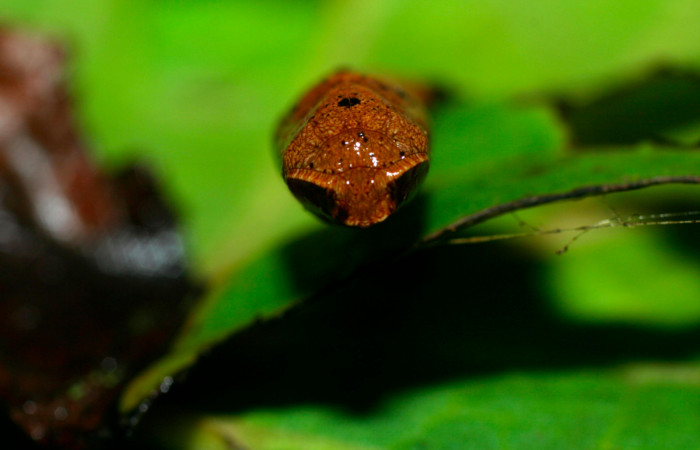 Fig.16. Mostrando pupa de <i>Herbita lilacina</i>, en posición frontal. Voucher : 08-SRNP-31362-DHJ440279.jpg.