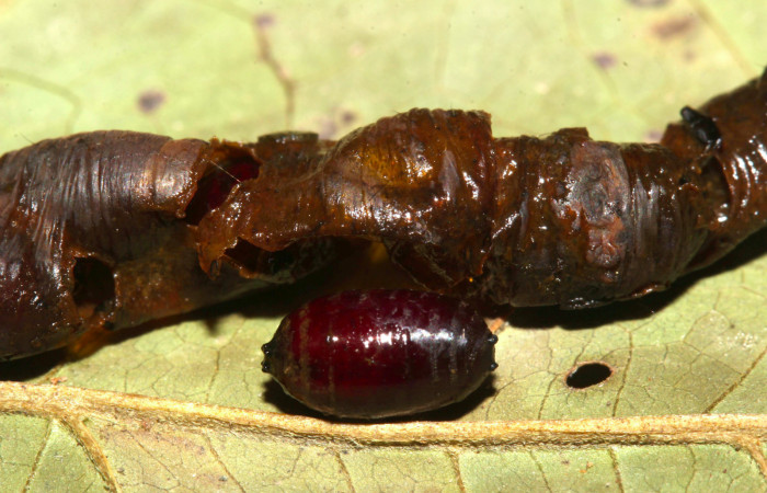 Fig.18. Mostrando pupario de la familia Tachinidae, parásito de <i>Herbita medama</i>. Voucher: 17- SRNP-31233-DHJ739045.jpg.
