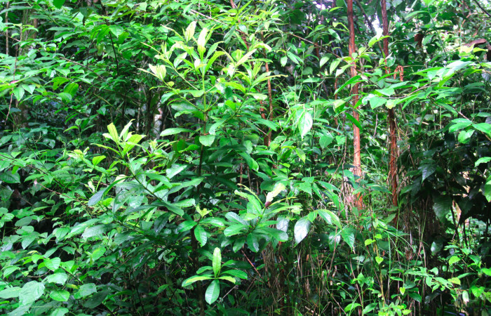 Fig 19. Árbol juvenil de <i>Vochysia guatemalesis</i>, planta hospedera de <i>Herbita medama</i>. 