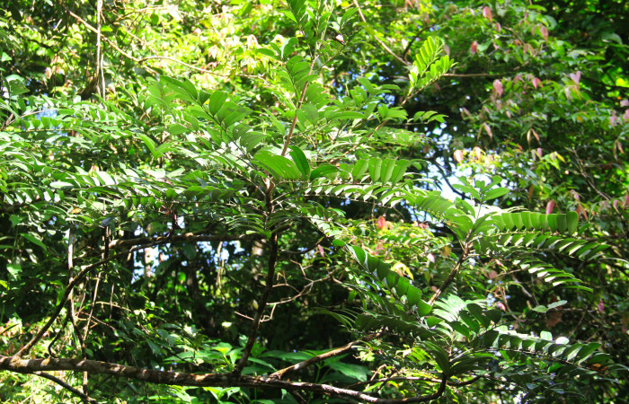 Fig 21. Mostrando una rama de <i>Simarouba amara</i>, planta hospedera de <i>Herbita medama</i>. 