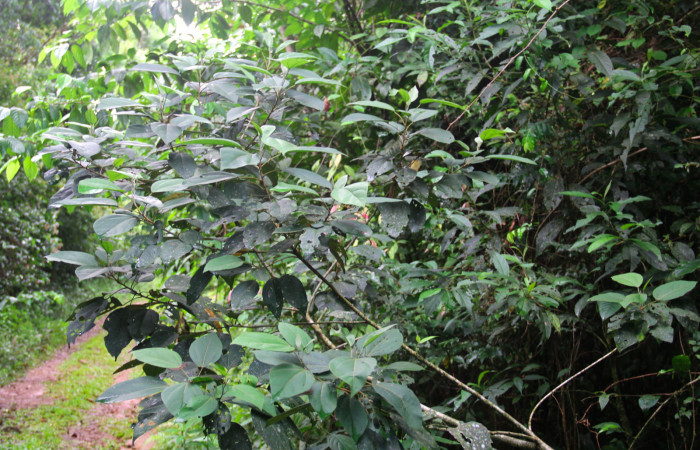 Fig 23. Árbol juvenil de <i>Hampea appendiculata</i>, planta hospedera de <i>Herbita medama</i>. 