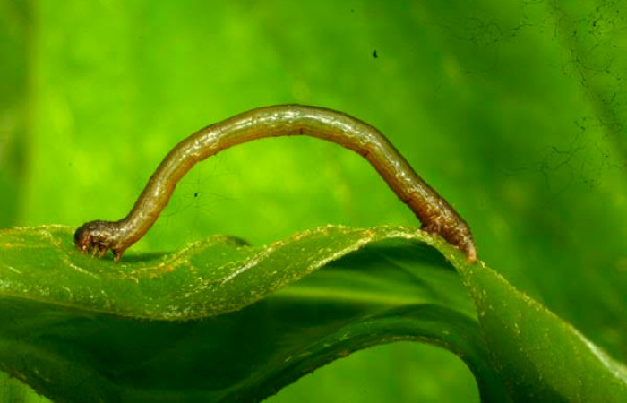 Fig.5. Larva de <i>Herbita medama</i>. Voucher : 11-SRNP-30407-DHJ481583.jpg.