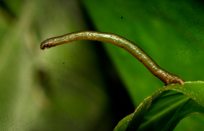 Fig.6. Larva de <i>Herbita medama</i>. Voucher : 11-SRNP-30407-DHJ481585.jpg.