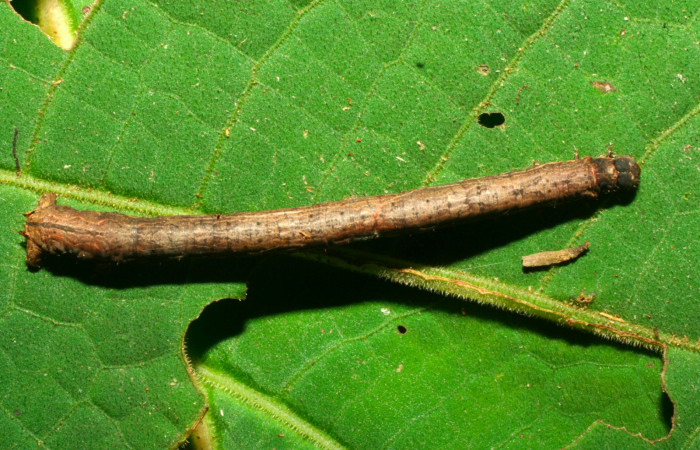 Fig.8. Larva de <i>Herbita medama</i>. Voucher : 11-SRNP-30407-DHJ481593.jpg.