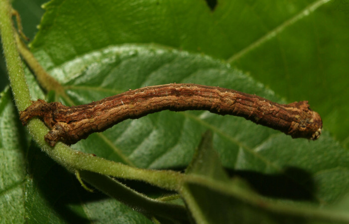 Fig.9. Larva de <i>Herbita medama</i>. Voucher : 12-SRNP-71874-DHJ495680.jpg.