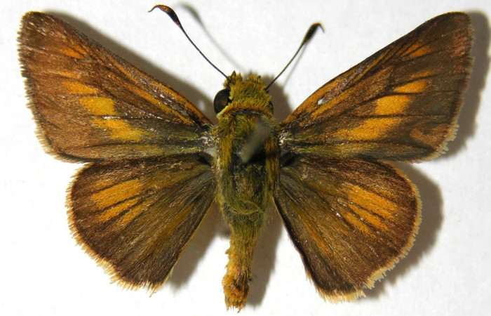 Fig. 15. Hembra de <i>Anatrytone mella</i> (Hesperiidae). Vista dorsal. Voucher: 06-SRNP-33481-DHJ351696. 