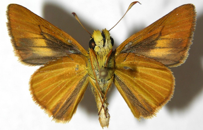 Fig. 15. Hembra de <i>Anatrytone mella</i> (Hesperiidae). Vista ventral. Voucher: 06-SRNP-33481-DHJ351697. 