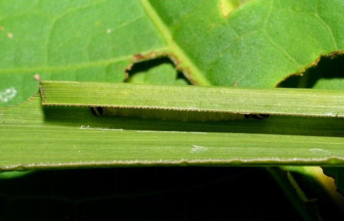 Fig. 1. Larva de <i>Anatrytone mella</i> (Hesperiidae). Comiendo <i>Papalum virgatum</i> (Poaceae). Voucher: 08-SRNP-33481-DHJ416165.