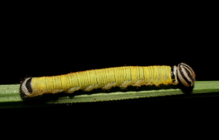 Fig. 3. Larva de <i>Anatrytone mella</i> (Hesperiidae). Comiendo <i>Papalum virgatum</i> (Poaceae). Voucher: 07-SRNP-41836-DHJ422723.
