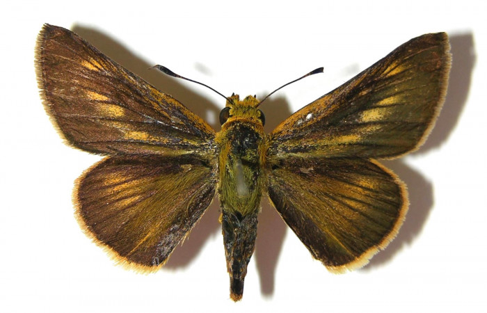 Fig. 13. Macho de <i>Anatrytone mella</i> (Hesperiidae). Vista dorsal. Voucher: 07-SRNP-65625-DHJ379142. 