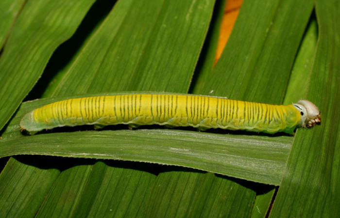 Fig. 7. Larva de <i>Anatrytone mella</i> (Hesperiidae). Comiendo <i>Pannisetum purpureum</i> (Poaceae). Voucher: 07-SRNP-65625-DHJ431232.