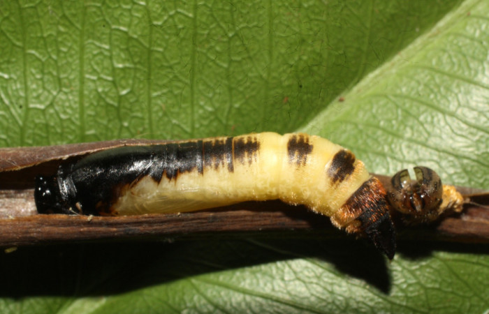 Fig. 10. Pupa de <i>Anatrytone mella</i> (Hesperiidae). Vista dorsal.  Voucher: 15-SRNP-21020-DHJ710429.
