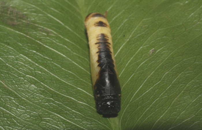 Fig. 12. Pupa de <i>Anatrytone mella</i> (Hesperiidae). Vista dorsal.  Voucher: 15-SRNP-21020-DHJ710435.
