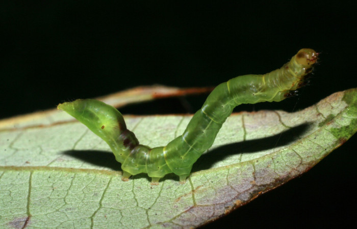  Larva en posición lateral de <i>Macrodes cynara</i> (Erebidae), PU estadio. Sector Pitilla, Pasmompa. Voucher 08-SRNP-32101-DHJ445458.jpg.