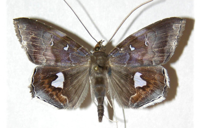  Adulto en posición macho dorsal de <i>Macrodes cynara</i> (Erebidae).  Sector Mundo Nuevo, Sendero Mora. Voucher 05-SRNP-57810-DHJ312888.