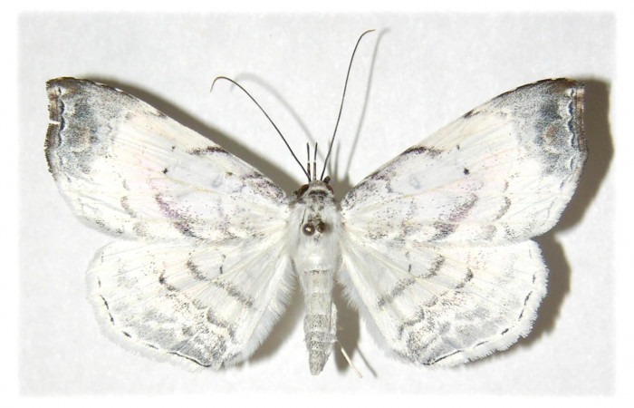  Adulto en posición dorsal de <i>Macrodes columbaris</i> (Erebidae).  Sector Cacao, Quebrada Otilio, Voucher 05-SRNP-45824-DHJ314240.