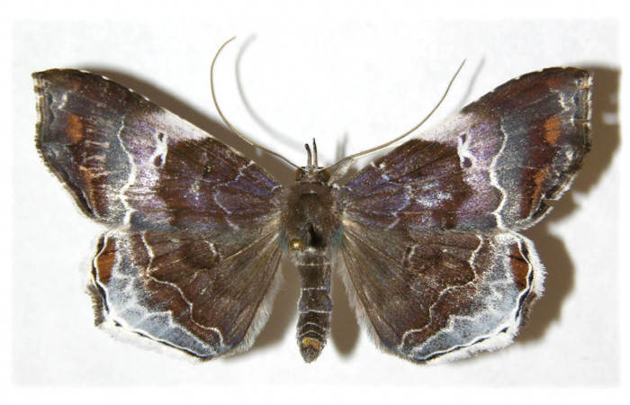  Adulto hembra en posición dorsal de <i>Macrodes cynara</i> (Erebidae).  Sector Santa Rosa, Sendero Natural, Voucher 03-SRNP-14416-DHJ312880.